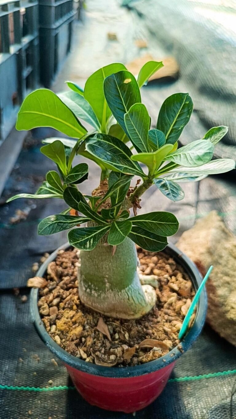Adenium obesum cv Lemon Ice