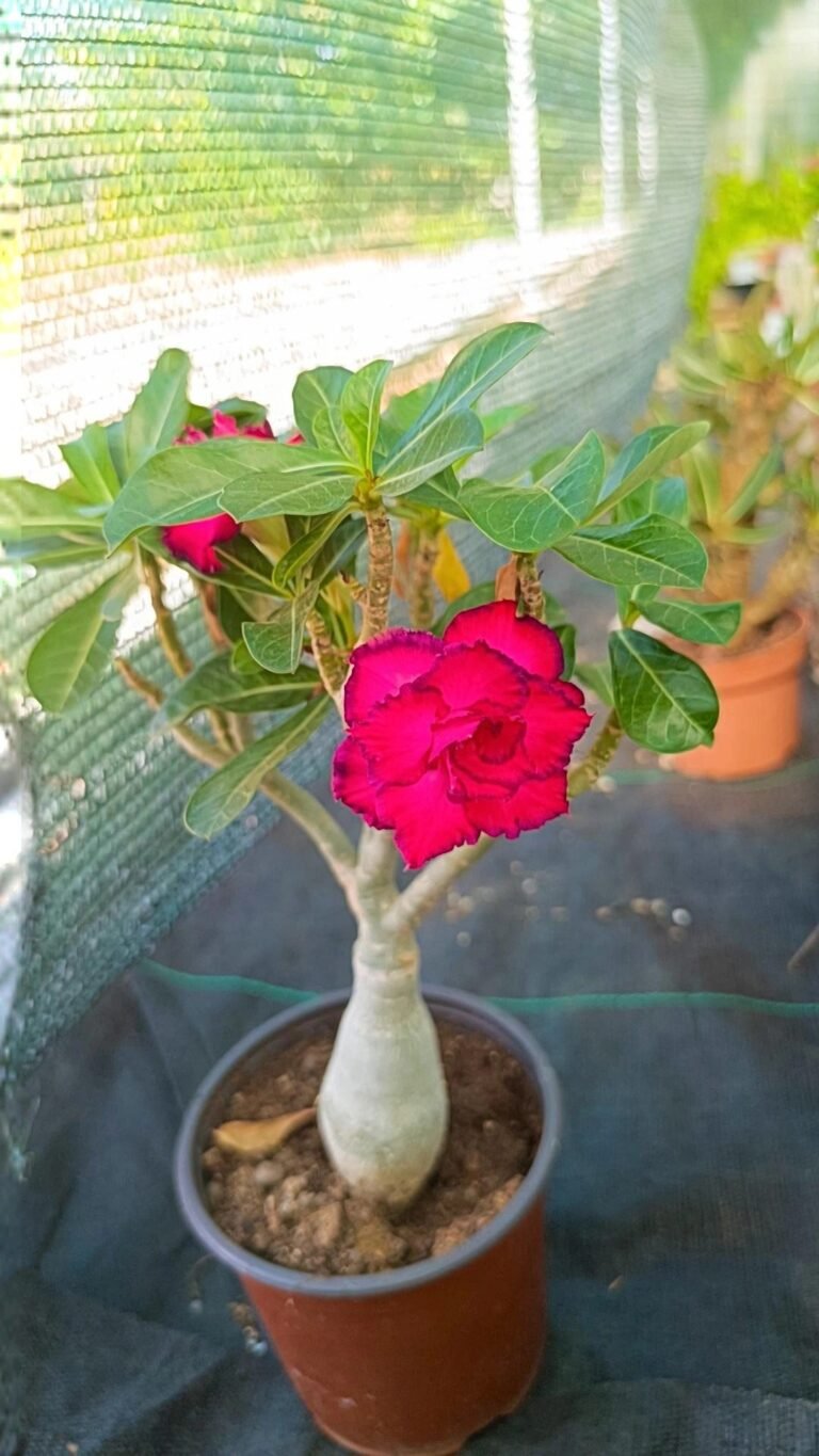 Adenium obesum red Robin