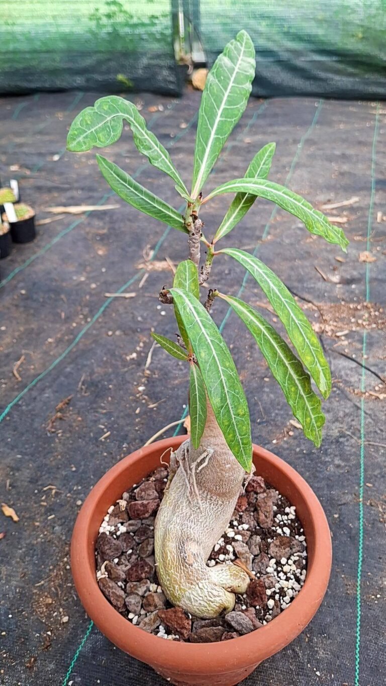 Adenium Swazicum