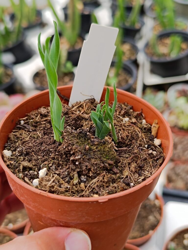 Albuca Concordiana