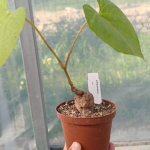 Ampelocissus abyssinica