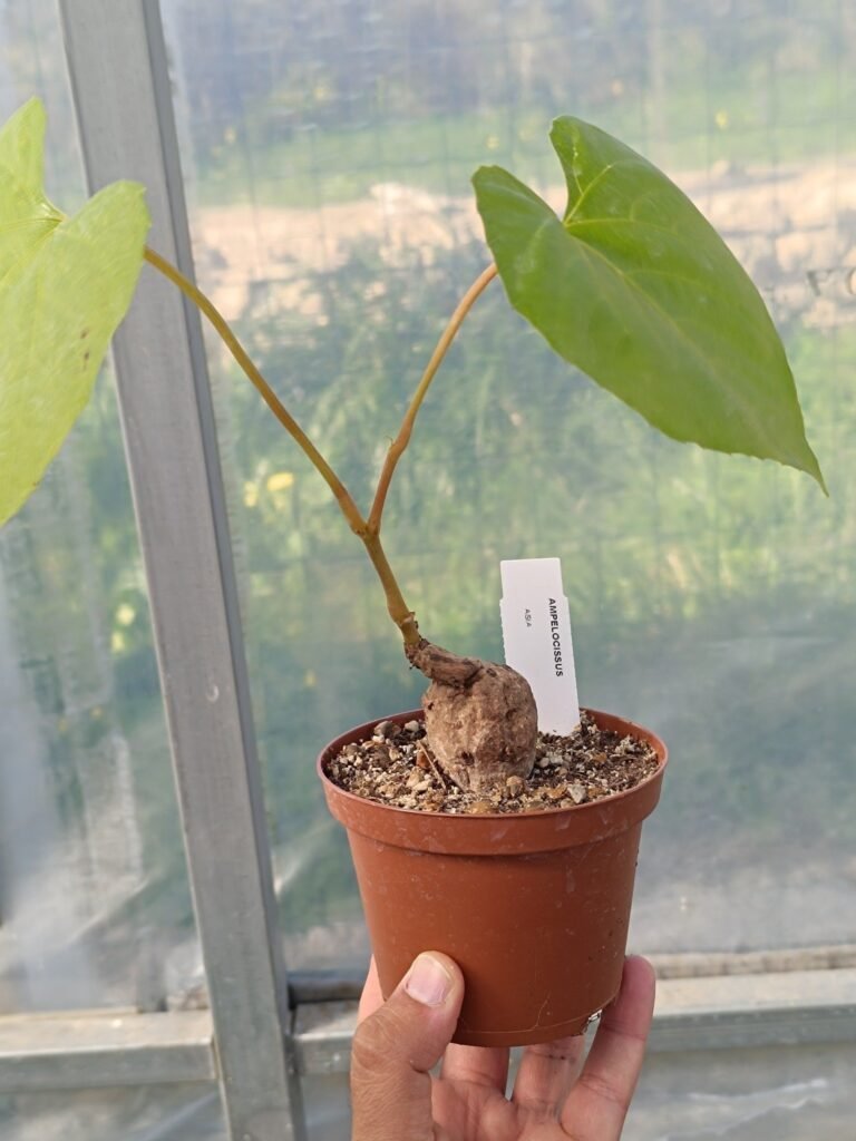 Ampelocissus abyssinica