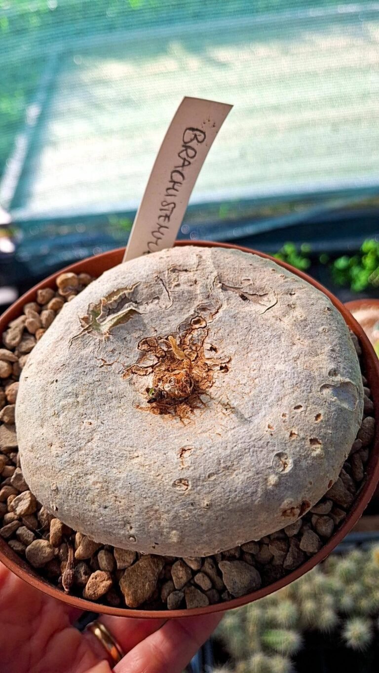 Brachystelma sp