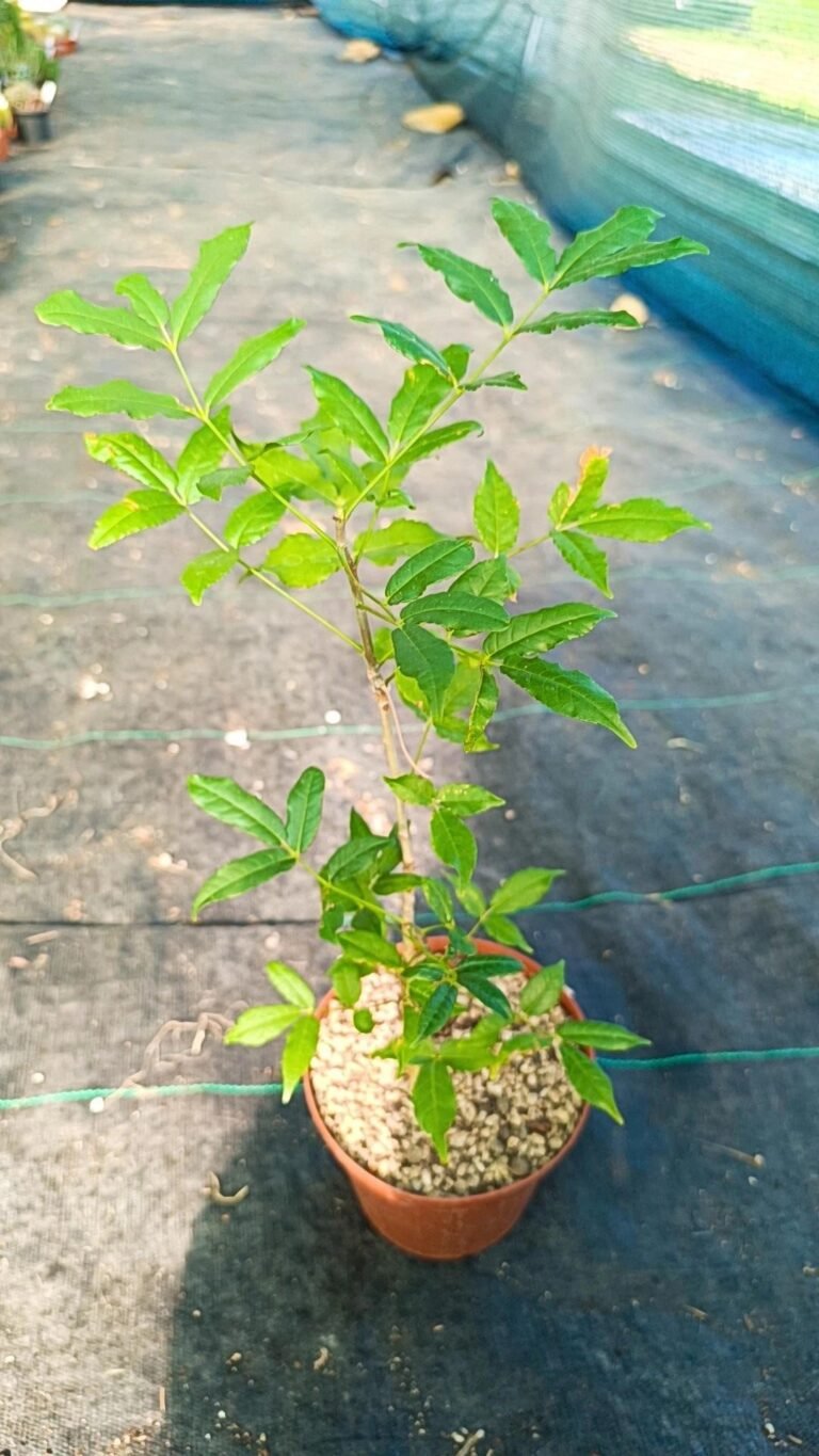 Bursera Fagaroides