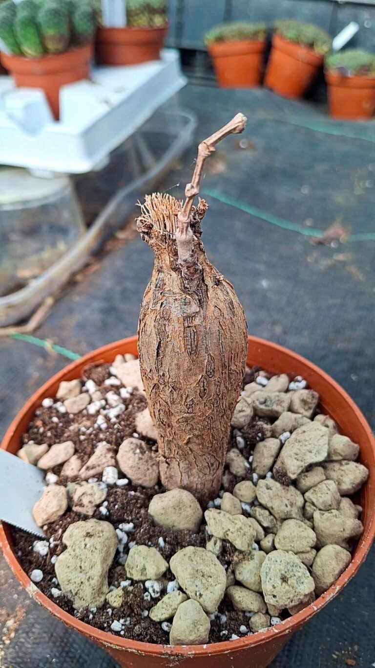 Siracactus-Caudex-Cissus-malka-mari.jpg