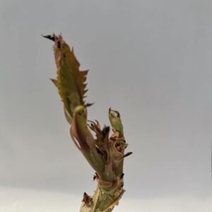 Cyphostemma Juttae
