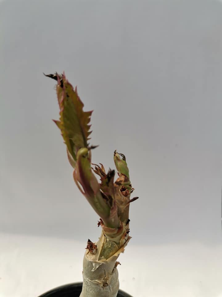 Cyphostemma Juttae