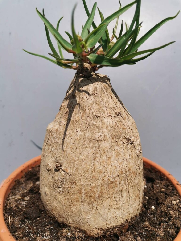 Euphorbia Trichadenia