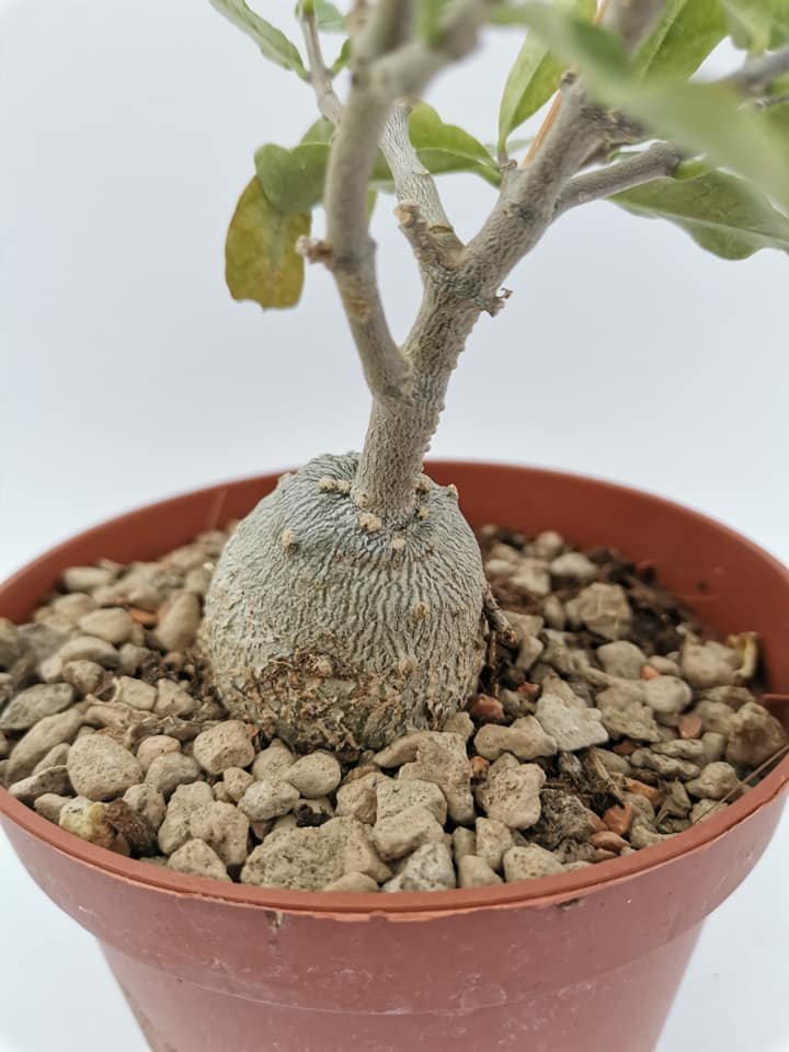 Fockea Edulis