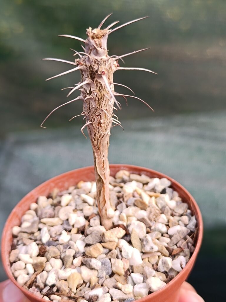Fouquieria Diguetii
