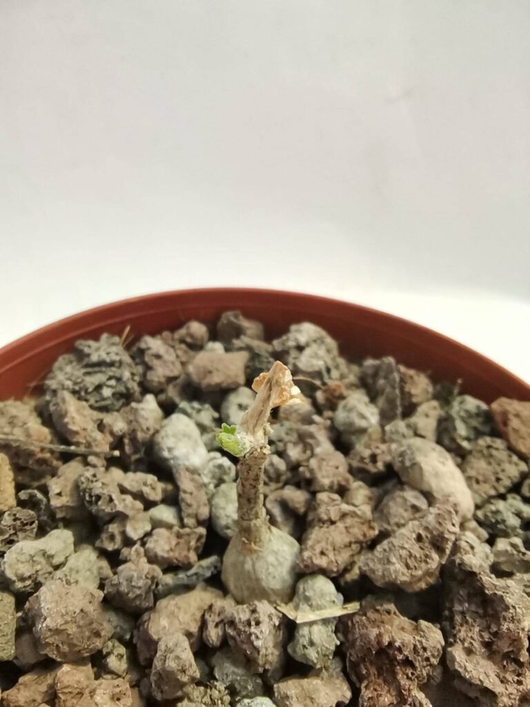 Ibervillea Tenuisecta