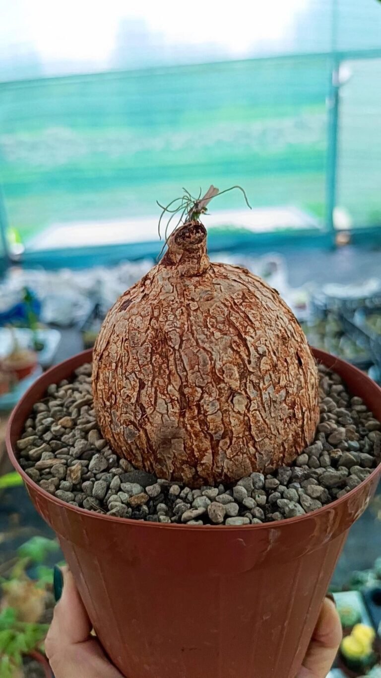 Ipomea bolusii