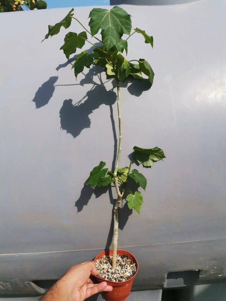 Jatropha Curcas