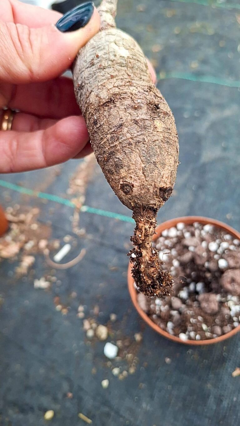 Siracactus-Caudex-Jatropha-aff-prunifolia-2.jpg