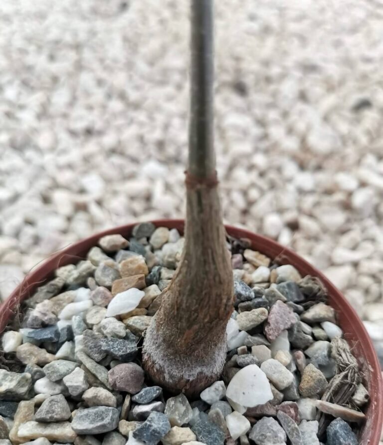 Lannea Schweinfurthii
