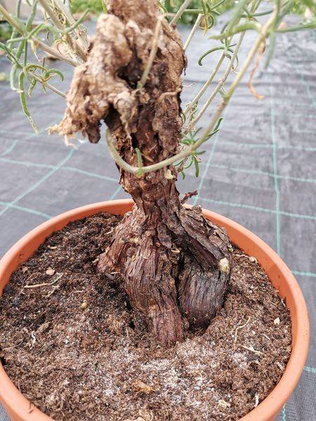 Mestoklema Tuberosa