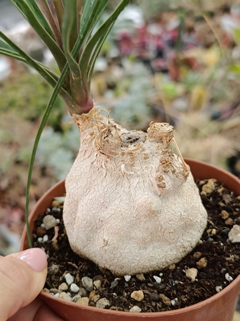 Beaucarnea Recurvata o Nolina Mangiafumo