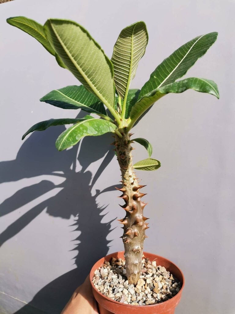 Pachypodium Baronii v. Baronii