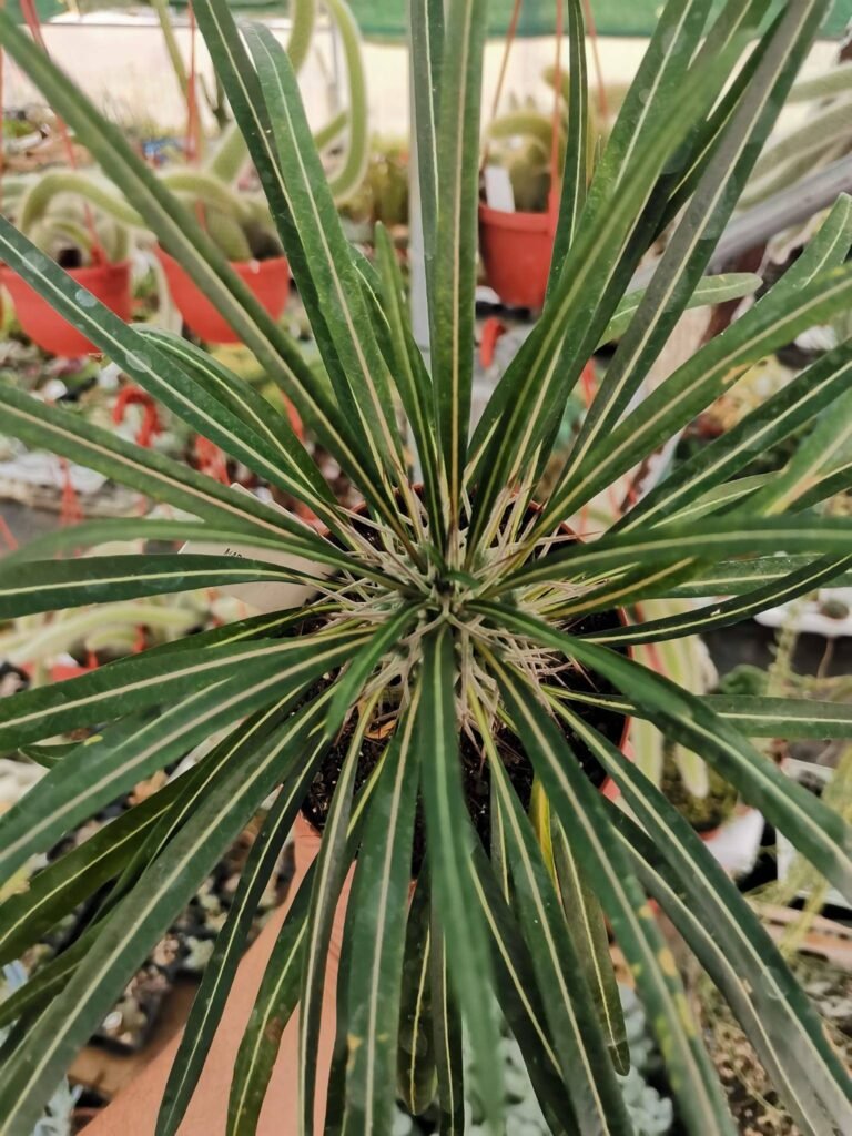 Pachypodium Geayi