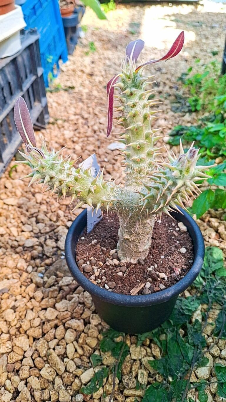 Siracactus-Caudex-Pachypodium-horombense-big.jpg