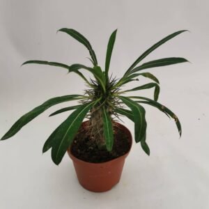 Pachypodium Lamerei