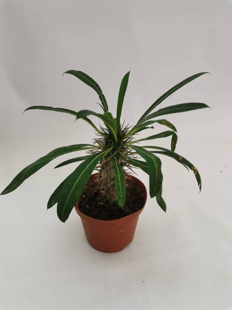 Pachypodium Lamerei