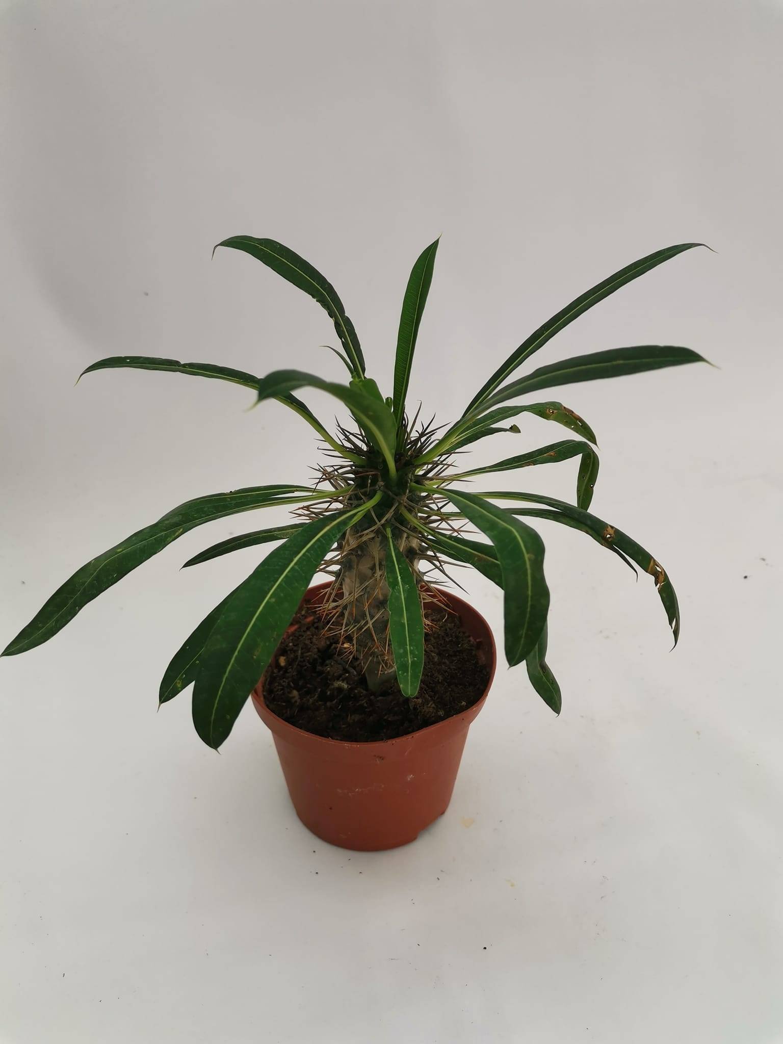 Pachypodium Lamerei