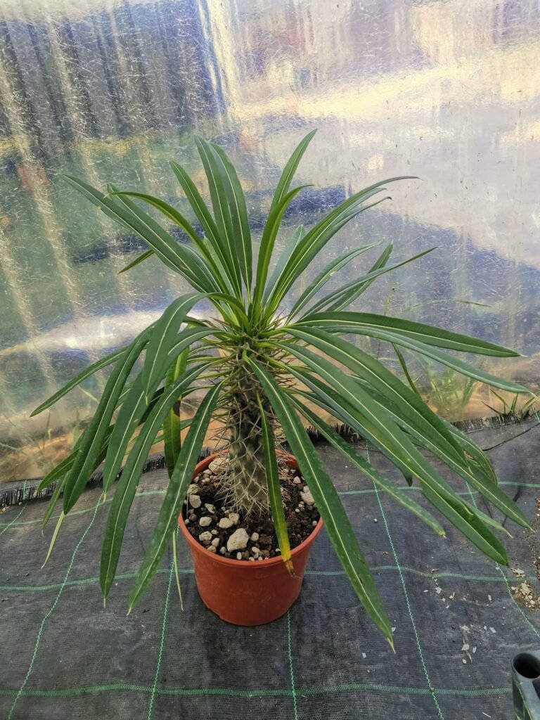 Pachypodium Lamerei Adulto