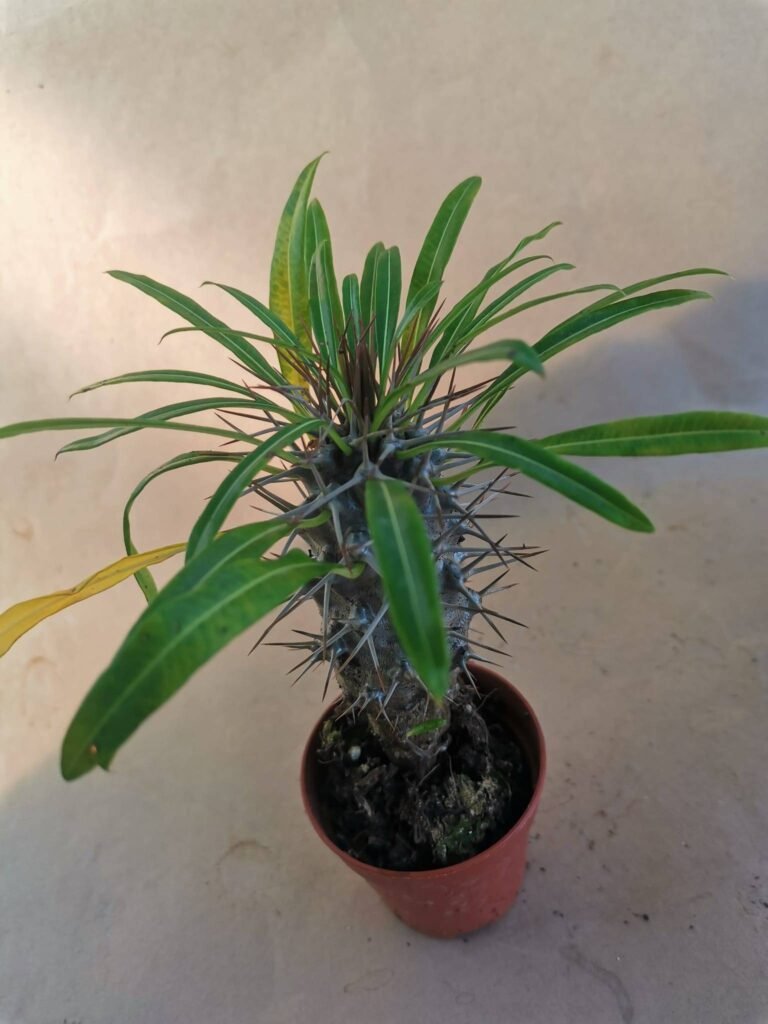Pachypodium Lamerei