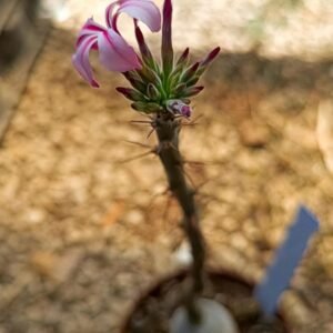 Pachypodium Succulentum