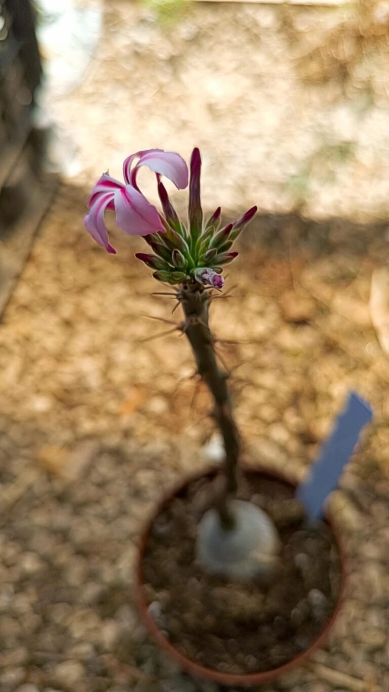 Pachypodium Succulentum