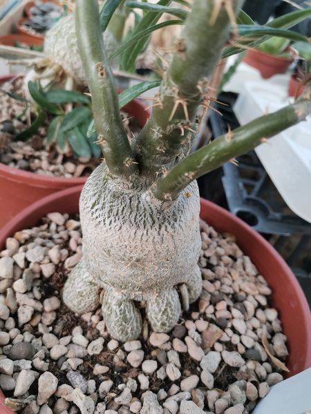 Pachypodium Succulentum