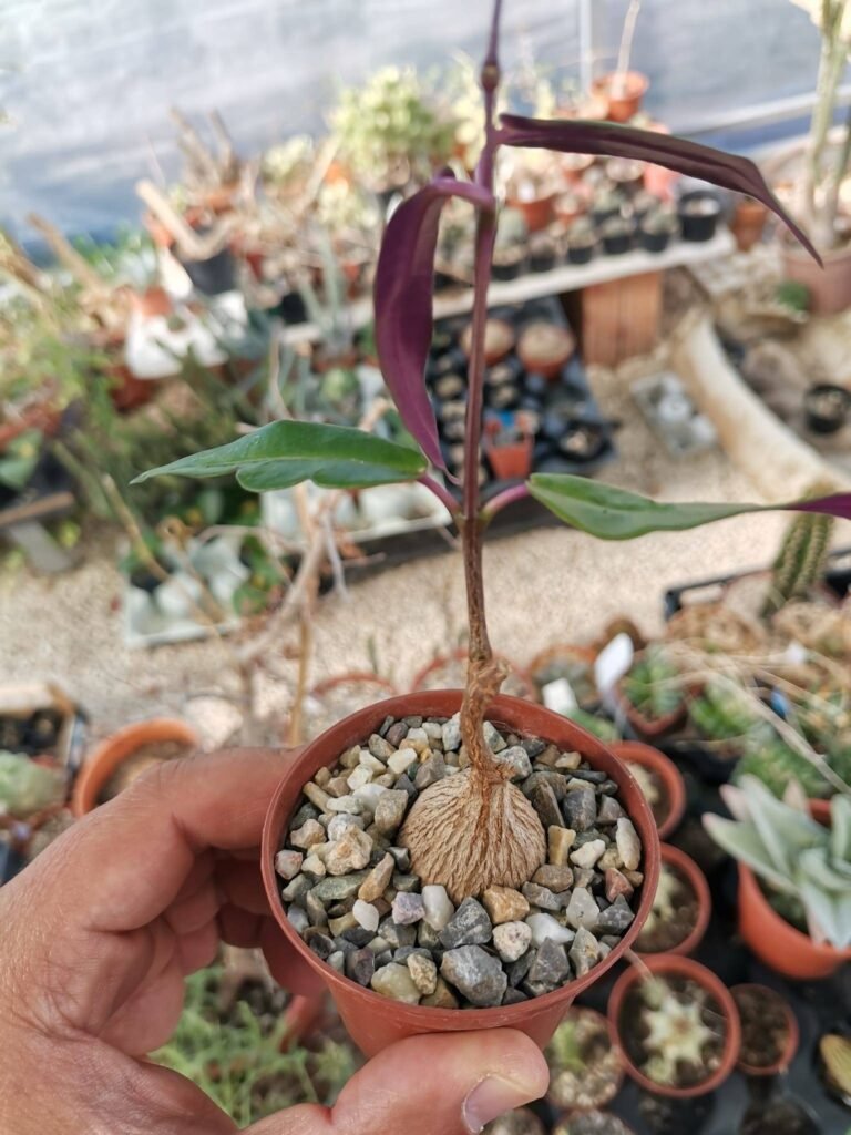 Petopentia Natalensis
