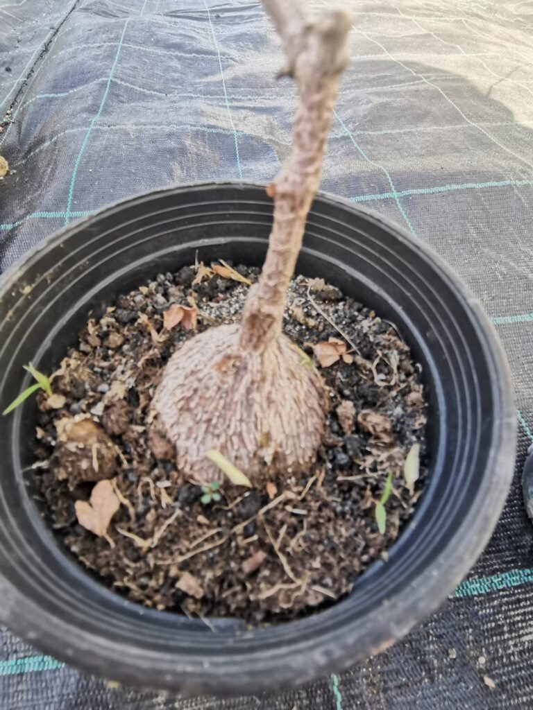 Petopentia Natalensis