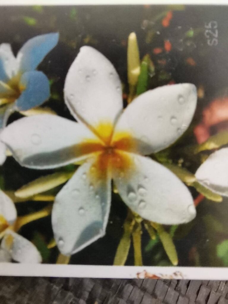 Plumeria fioritura bianco con centro giallo