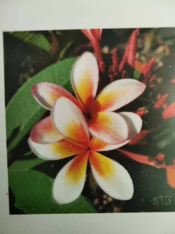 Plumeria fioritura bianco gialla con sfumature