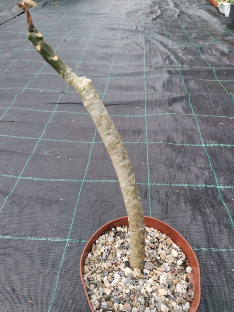 Plumeria hybrid Yellow India