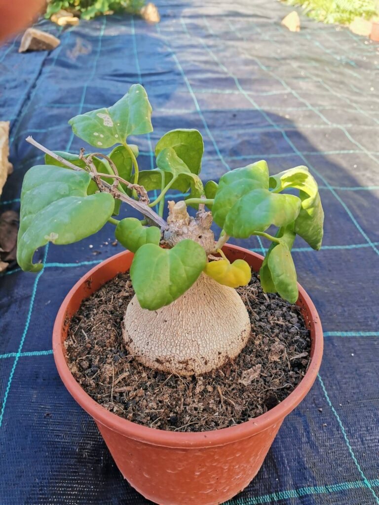 Pyrenacantha Malvifolia