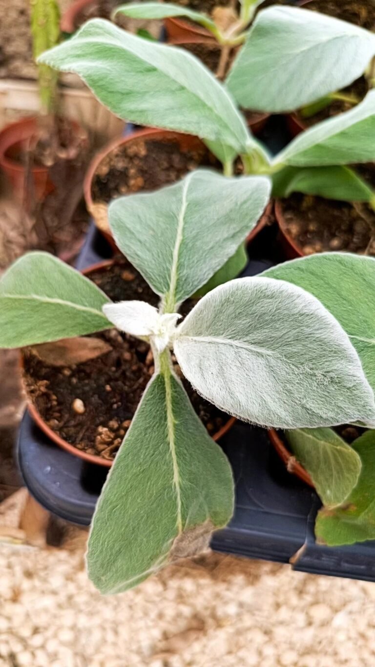 Sinningia Leucotricha