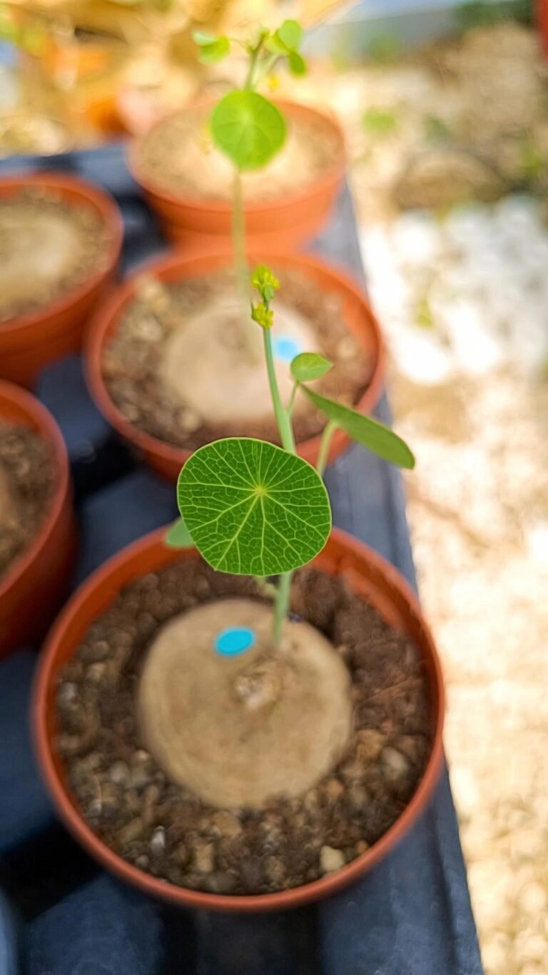 Stephania Erecta