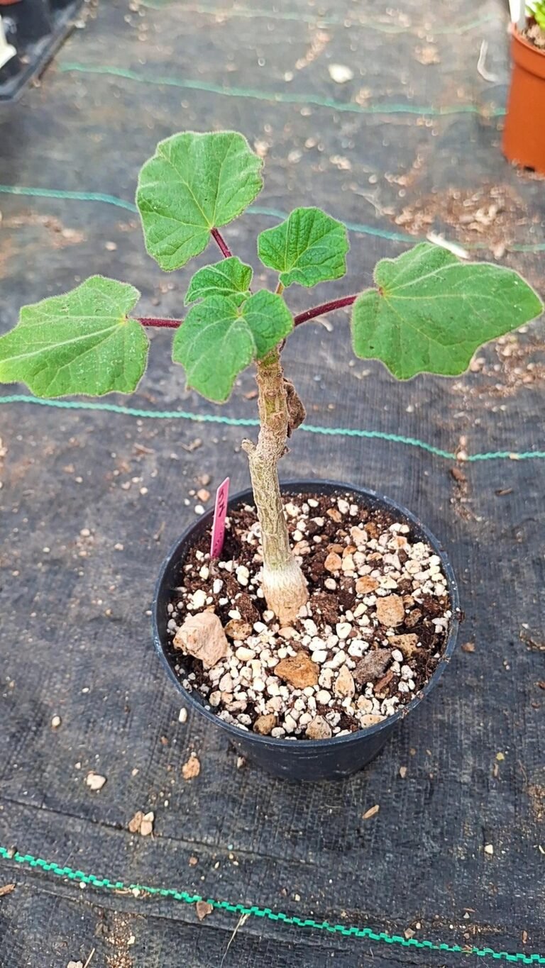 Uncarina Grandidieri