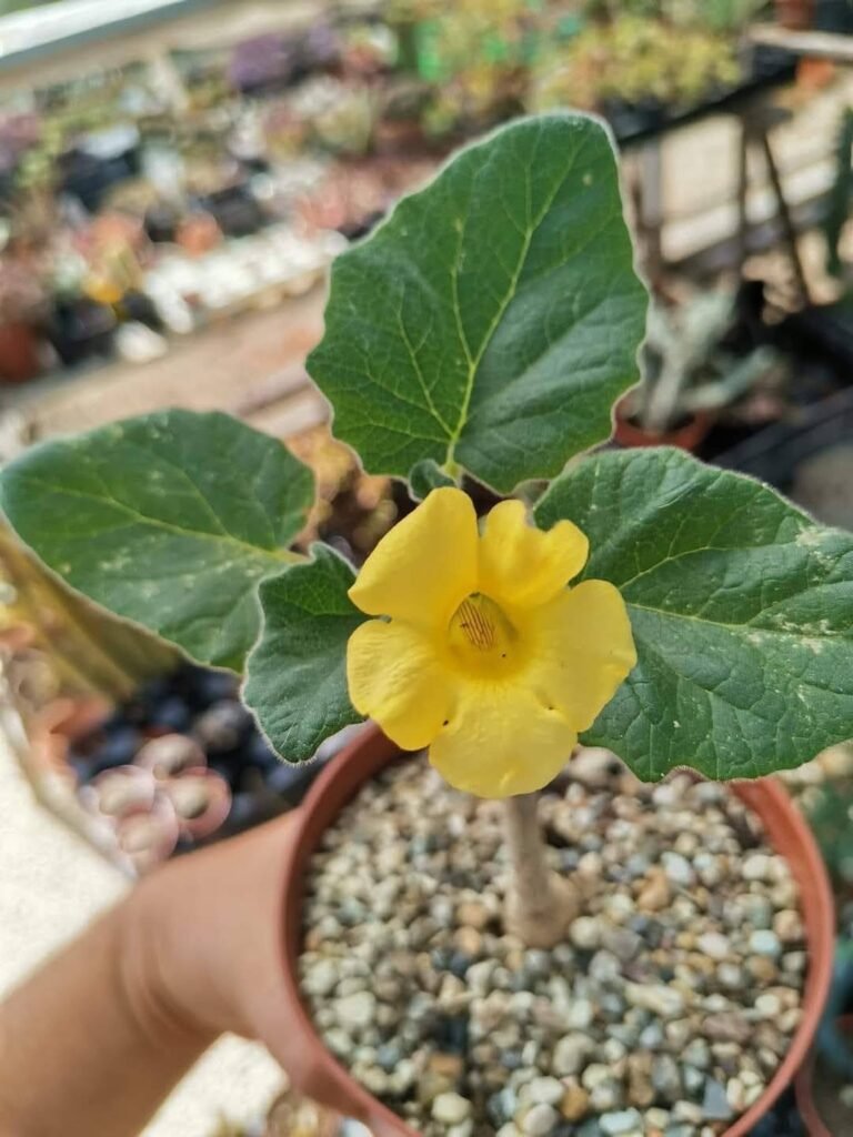 Uncarina Roeoesliana