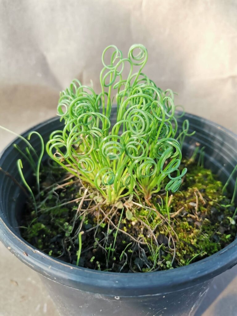 Albuca Spiralis