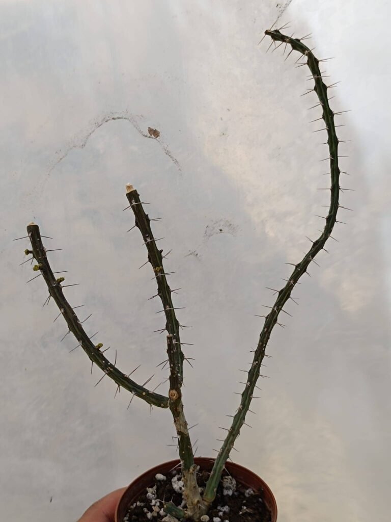 Euphorbia Subscandens Kenya