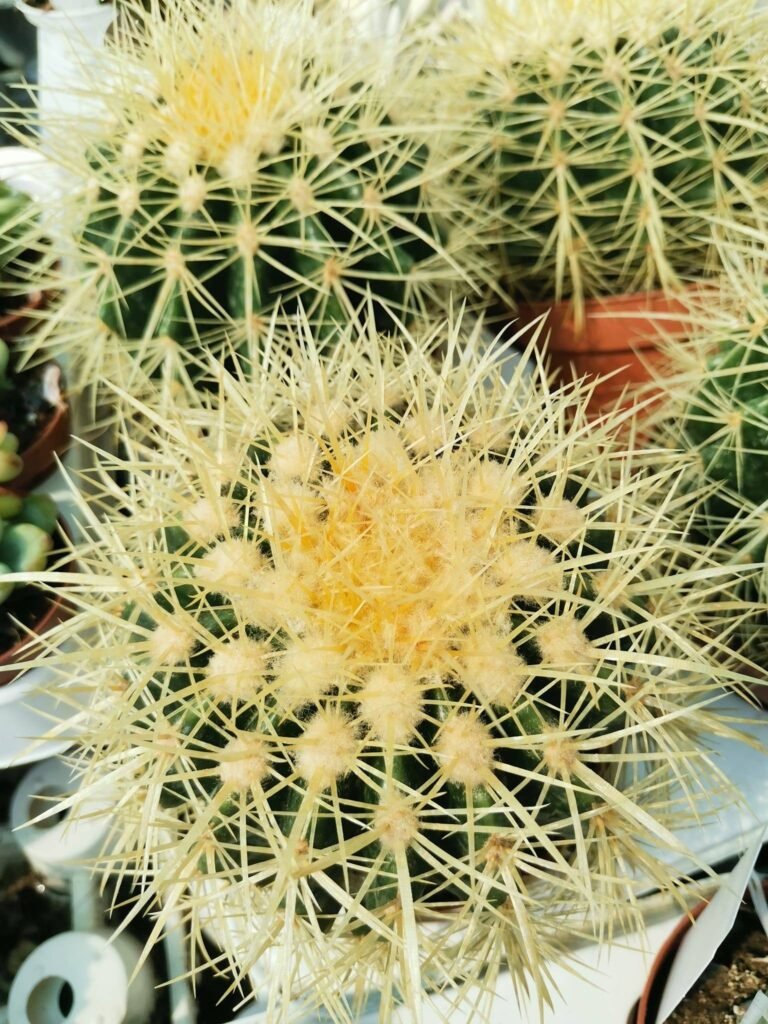 Echinocactus Grusonii