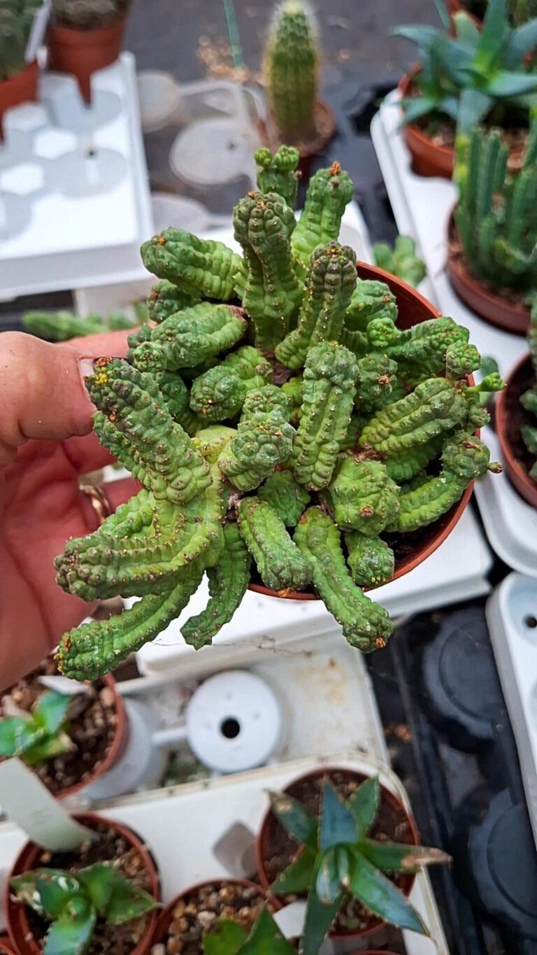 Euphorbia Tubiglans