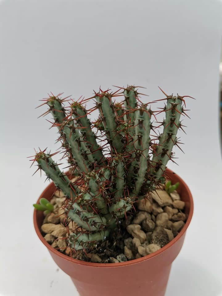 Euphorbia Aeruginosa