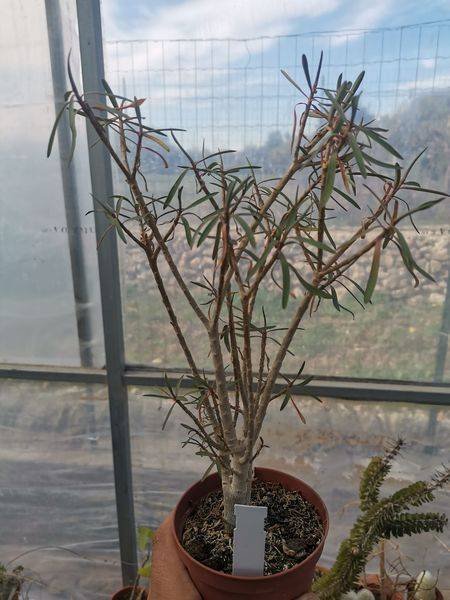 Euphorbia Balsamifera