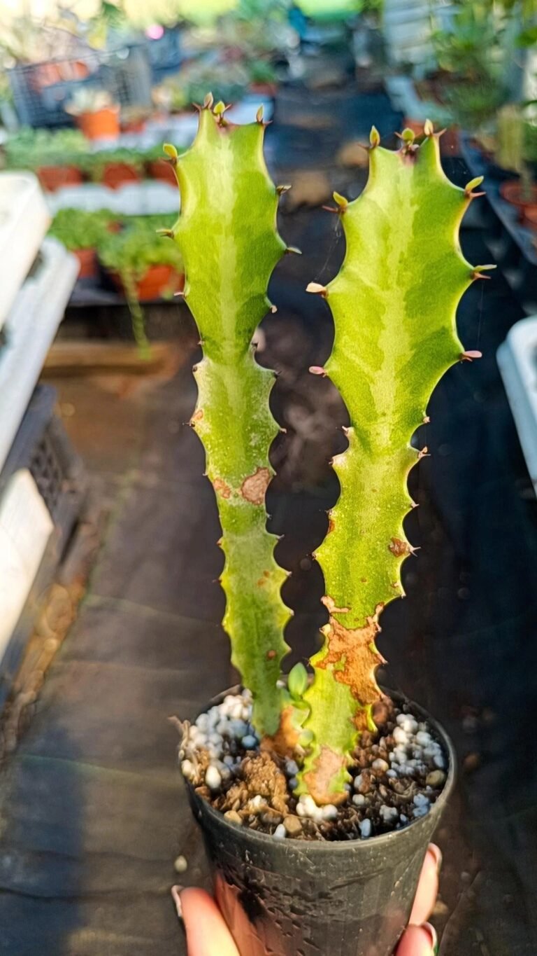 Euphorbia Lactea