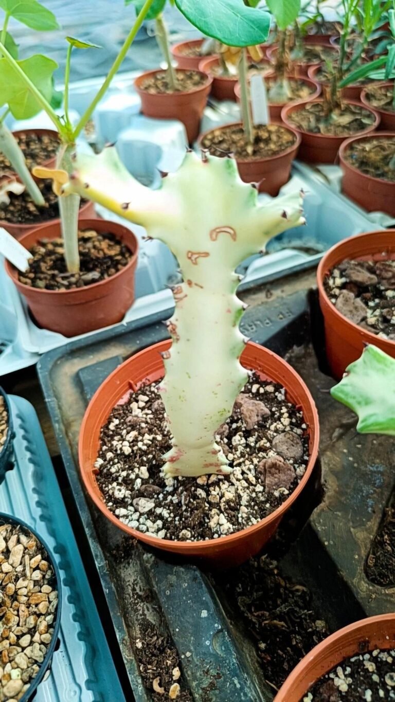 Euphorbia Lactea White Ghost